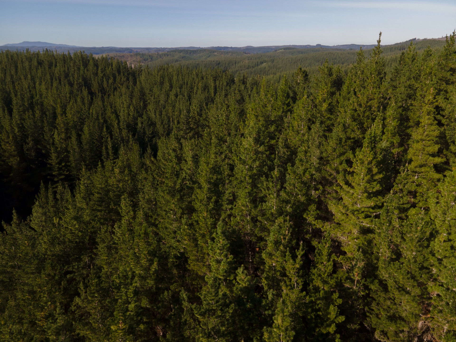Bosques Hinojosa – gestión y evaluación forestal