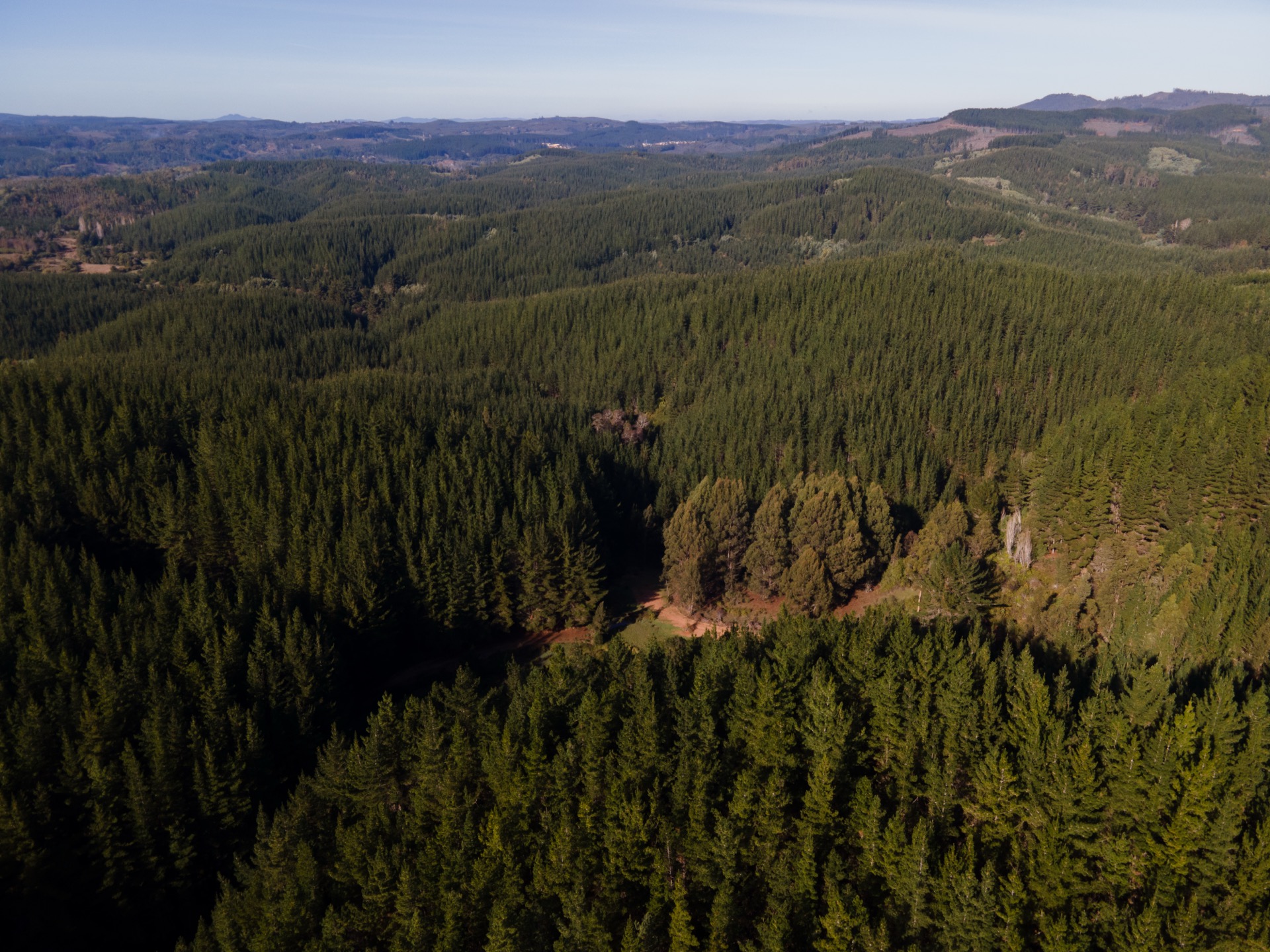 Paisaje forestal