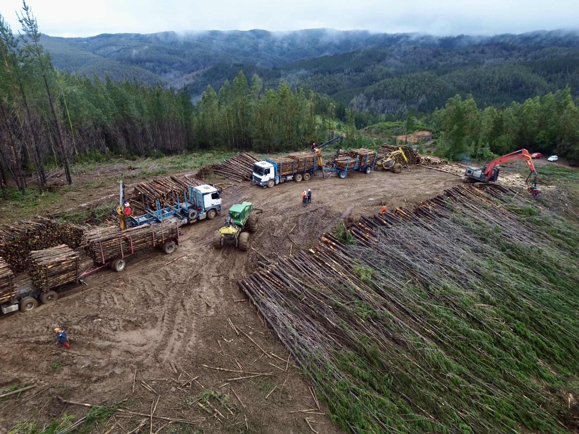 Bosques – vista forestal